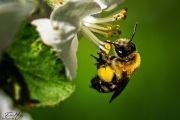 16 - Noch unbekannte Biene an Apfelblüte