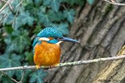 03 - Eisvogel: Objekt der Begierde