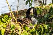 14 - Kanadagans im Nest