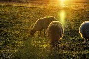 Schafe im Gegenlicht