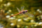 Heidelibelle im Flug