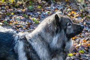 02 - Nette Begegnung im Niedwald