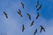 Kraniche am blauen Himmel