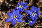 09 - Leberblümchen
