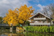 Petrihaus mit Goethe-Ginkgo