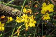05 - Winterjasmin