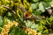 13 - Gefleckter Wollschweber (Bombylius discolor)