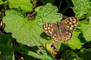 Waldbrettspiel (Pararge aegeria)