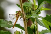 Gefleckte-Heidelibelle (Sympetrum flaveolum)