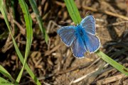 Hauhechel-Bläuling (Polyommatus icarus), männlich