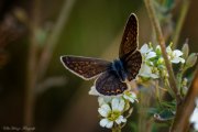 Hauhechel-Bläuling (Polyommatus icarus), weiblich