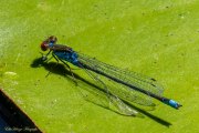 Kleines Granatauge (Erythromma viridulum)