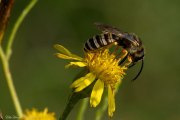 Sechsbinden-Furchenbiene (Halictus sexcinctus)