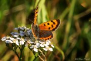 Kleiner Feuerfalter (Lycaena phlaeas)