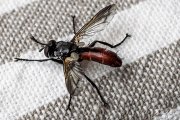 Raupenfliege Cylindromyia bicolor (?)