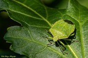 Grüne Reiswanze (Nezara viridula)