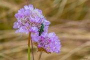 Grüner Scheinbockkäfer (Oedemera nobilis)