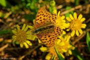 Kleiner Perlmuttfalter (Argynnis lathonia)