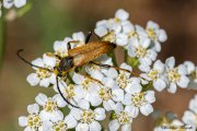 Rothalsbock (Stictoleptura rubra), männlich