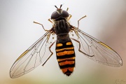 Hainschwebfliege