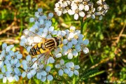 Gemeine Sumpfschwebfliege (Helophilus pendulus)