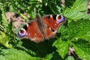 Tagpfauenauge (Aglais io)