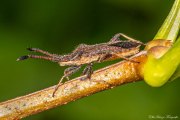 Nymphe von Leptoglossus occidentalis,  Amerk. Kiefenwanze