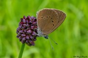 Dunkler Wiesenknopf-Ameisenbläuling