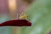 Punktierte Zartschrecke (Leptophyes punctatissima)