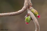 Weibliche Haselblüten