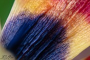 Makro Tulpenblatt