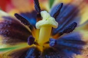 Inneres einer Tulpe
