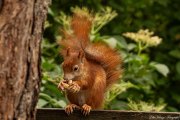 Junges, rotes Eichhörnchen mit Erdnuss