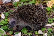 Igel 11/2024