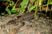 Mauereidechse (Podarcis muralis)