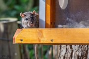 Ratte am Eichhörnchenfutterhaus
