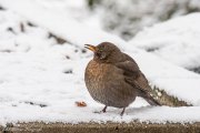 Weibliche Amsel am Mainufer