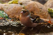 Buchfink (Fringilla coelebs)