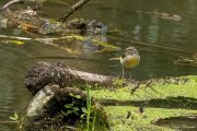 Die Gebirgsstelze (Motacilla cinerea)