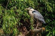 Graureiher (Ardea cinerea)