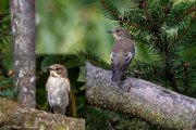 Grauschnäpper (Muscicapa striata)