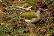 Grünspecht (Picus viridis)