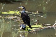 Kormoran (Phalacrocorax carbo)