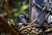 Ringeltaube (Columba palumbus), Nestling