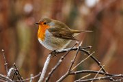 Rotkehlchen (Erithacus rubecula)