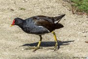 Teichhuhn (Gallinula chloropus), auch Teichralle