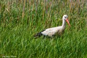 Weißstorch (Ciconia ciconia)