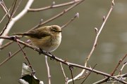 Zilpzalp oder Weidenlaubsänger (Phylloscopus collybita)