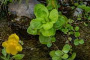 Wochenblatt Nr. 16:  Mimulus guttatus