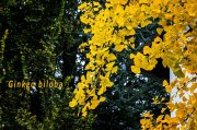 Wochenblatt Nr. 25 - Ginkgo biloba